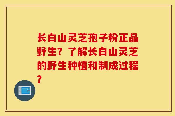 長白山靈芝孢子粉正品野生？了解長白山靈芝的野生種植和制成過程？