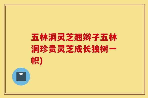 五林洞靈芝翹辮子五林洞珍貴靈芝成長獨樹一幟)