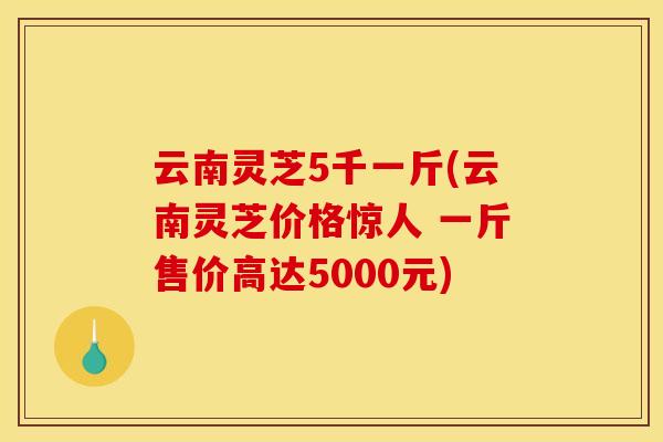 云南靈芝5千一斤(云南靈芝價格驚人 一斤售價高達5000元)