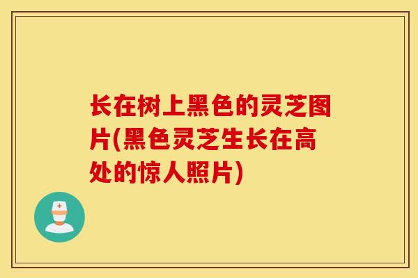 長在樹上黑色的靈芝圖片(黑色靈芝生長在高處的驚人照片)