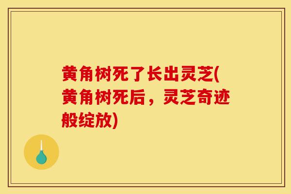 黃角樹死了長出靈芝(黃角樹死后，靈芝奇跡般綻放)