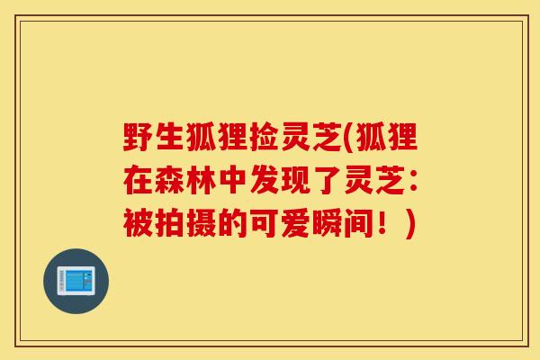 野生狐貍撿靈芝(狐貍在森林中發現了靈芝：被拍攝的可愛瞬間！)