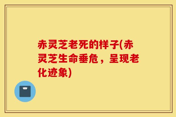 赤靈芝老死的樣子(赤靈芝生命垂危，呈現老化跡象)