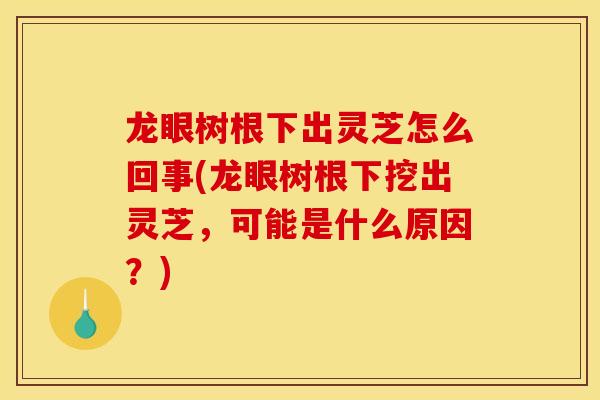 龍眼樹根下出靈芝怎么回事(龍眼樹根下挖出靈芝，可能是什么原因？)