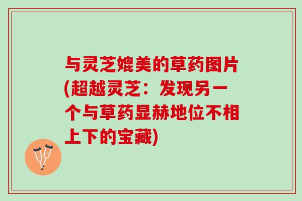 與靈芝媲美的草藥圖片(超越靈芝：發現另一個與草藥顯赫地位不相上下的寶藏)