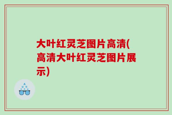 大葉紅靈芝圖片高清(高清大葉紅靈芝圖片展示)