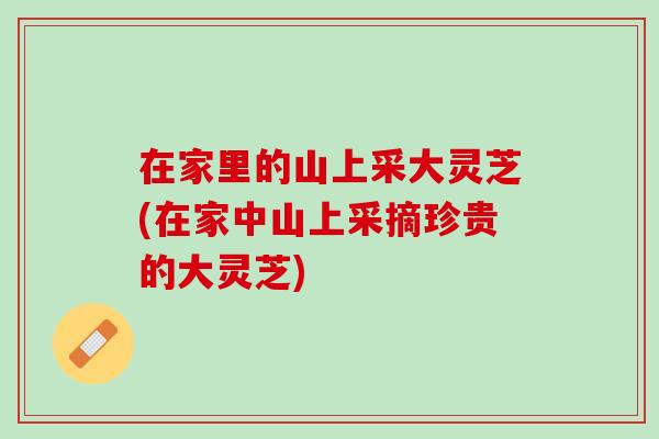 在家里的山上采大靈芝(在家中山上采摘珍貴的大靈芝)