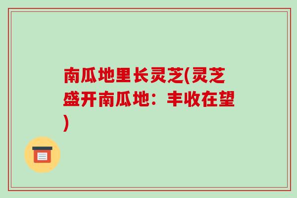 南瓜地里長靈芝(靈芝盛開南瓜地：豐收在望)