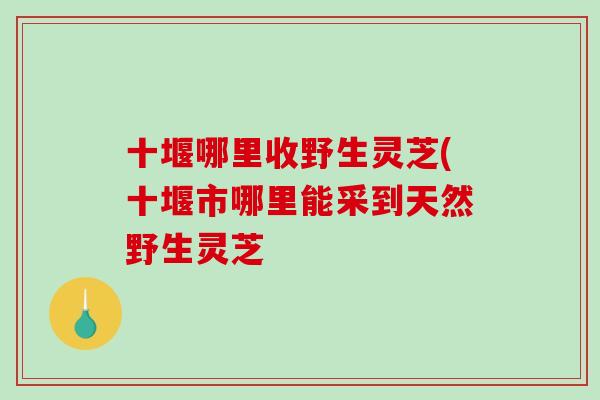 十堰哪里收野生靈芝(十堰市哪里能采到天然野生靈芝