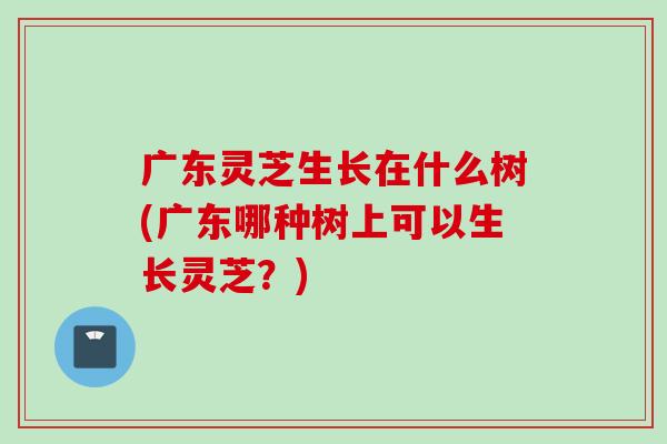 廣東靈芝生長在什么樹(廣東哪種樹上可以生長靈芝？)