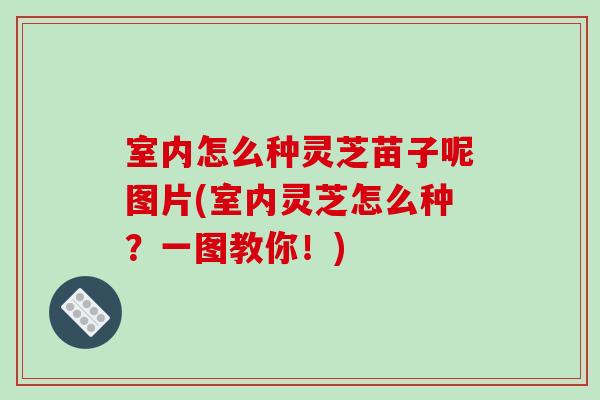 室內怎么種靈芝苗子呢圖片(室內靈芝怎么種？一圖教你！)