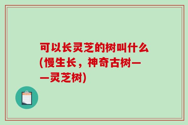 可以長靈芝的樹叫什么(慢生長，神奇古樹——靈芝樹)