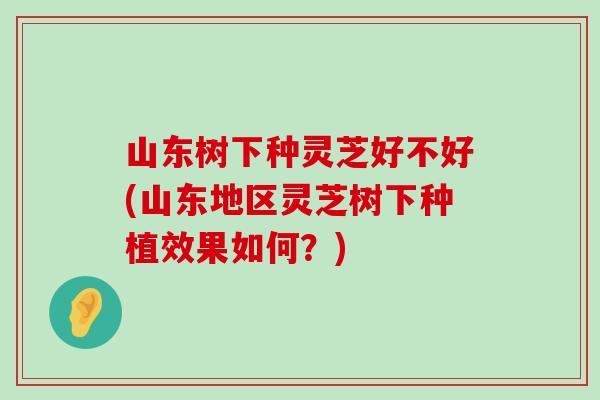 山東樹下種靈芝好不好(山東地區靈芝樹下種植效果如何？)