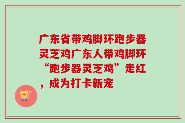 廣東省帶雞腳環跑步器靈芝雞廣東人帶雞腳環“跑步器靈芝雞”走紅，成為打卡新寵