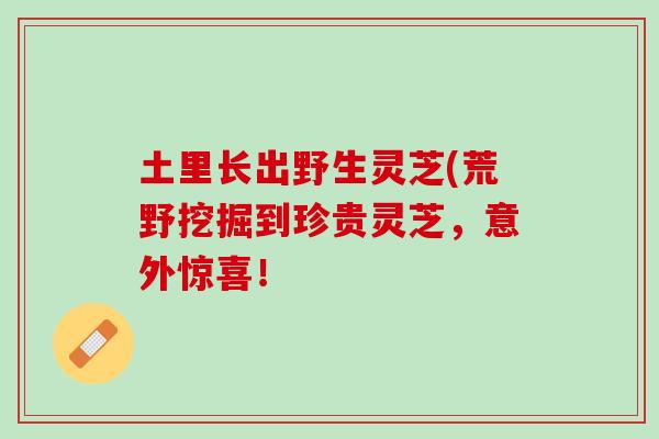 土里長出野生靈芝(荒野挖掘到珍貴靈芝，意外驚喜！