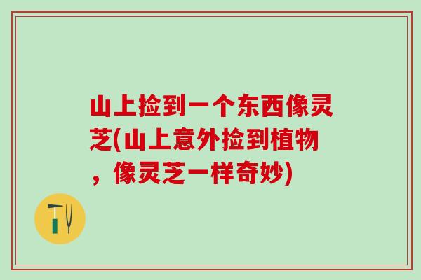 山上撿到一個東西像靈芝(山上意外撿到植物，像靈芝一樣奇妙)