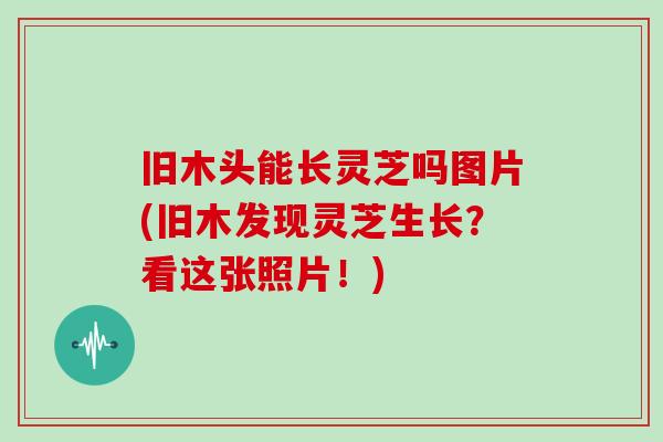 舊木頭能長靈芝嗎圖片(舊木發現靈芝生長？看這張照片！)