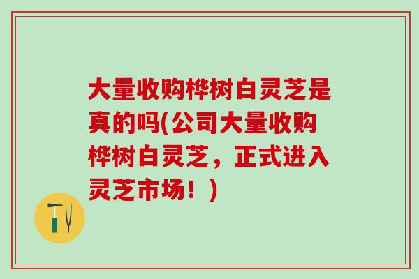 大量收購樺樹白靈芝是真的嗎(公司大量收購樺樹白靈芝，正式進入靈芝市場！)