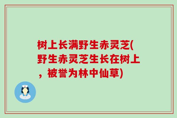 樹上長滿野生赤靈芝(野生赤靈芝生長在樹上，被譽為林中仙草)