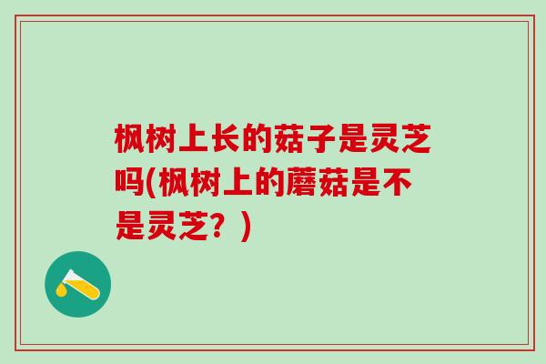 楓樹上長的菇子是靈芝嗎(楓樹上的蘑菇是不是靈芝？)