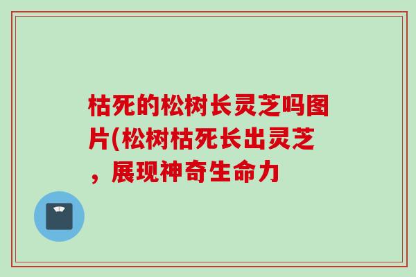 枯死的松樹長靈芝嗎圖片(松樹枯死長出靈芝，展現神奇生命力