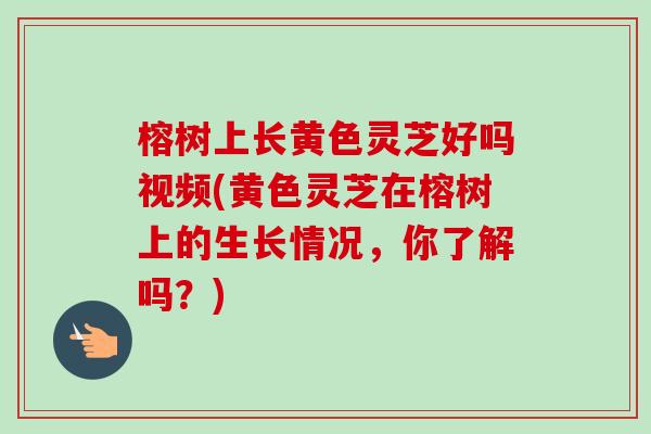 榕樹上長黃色靈芝好嗎視頻(黃色靈芝在榕樹上的生長情況，你了解嗎？)